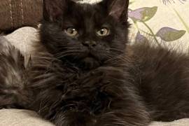 GCCF Registered Maine Coon Kittens 