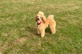 Stud duties apricot Russian import poodle 