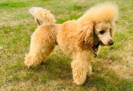 Stud duties apricot Russian import poodle 