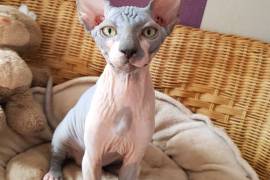 sphynx kitten