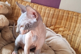 sphynx kitten