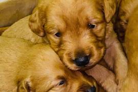 Russian toy miniature labradoodles 