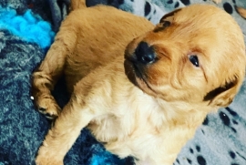 Russian toy miniature labradoodles 