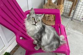 Maine Coon Adult Male 18 months old