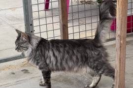 Maine Coon Adult Male 18 months old