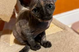 Beautiful Sphynx girl left 