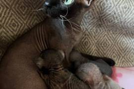 Beautiful Sphynx girl left 