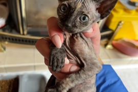 Beautiful Sphynx girl left 