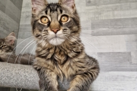 Pure breed Maine coon kittens 