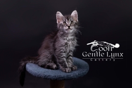 Registered Maine Coon kittens