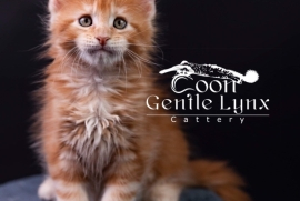 Registered Maine Coon kittens