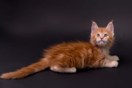 Registered Maine Coon kittens