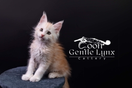 Registered Maine Coon kittens