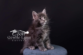 Registered Maine Coon kittens