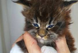 Maine coon boy 