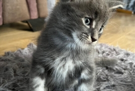 Maine coon kittens 