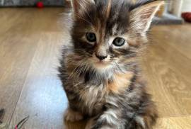 Maine coon kittens 