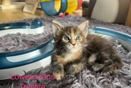 Maine coon kittens 