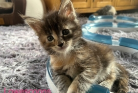 Maine coon kittens 