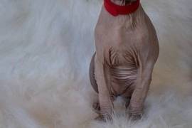 2 beautiful Sphynx girls ready to leave