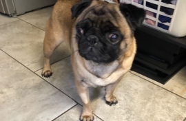 Beautiful male pug 