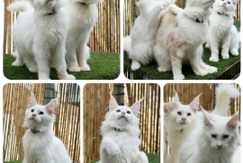 3 white Maine Coon boys TICA registered, pedigree