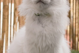 3 white Maine Coon boys TICA registered, pedigree