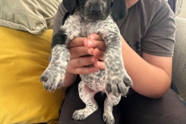 GSP puppies for sale