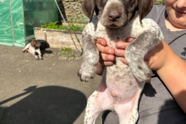 GSP puppies for sale