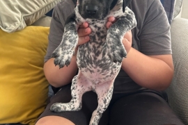 GSP puppies for sale