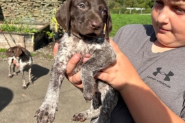 GSP puppies for sale