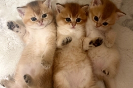 Gold Chinchilla Scottish straight kittens 