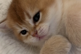 Gold Chinchilla Scottish straight kittens 