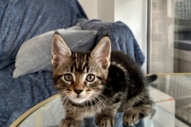 Main Coon cross kittens available now