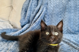 Main Coon cross kittens available now