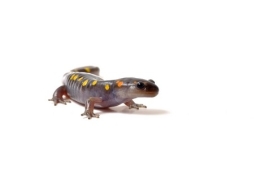 Spotted Salamander