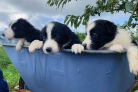 Beautiful Border Collies For Sale, ISDS registered