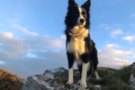 Beautiful Border Collies For Sale, ISDS registered