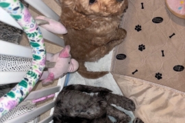 F1B cockapoo puppies health tested parents 