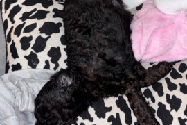 F1B cockapoo puppies health tested parents 