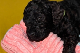 F1B cockapoo puppies health tested parents 