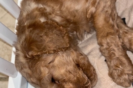 F1B cockapoo puppies health tested parents 