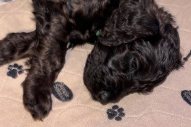 F1B cockapoo puppies health tested parents 