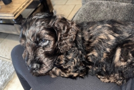 F1B cockapoo puppies health tested parents 