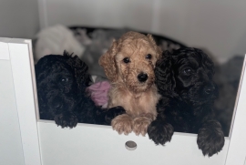 F1B cockapoo puppies health tested parents 