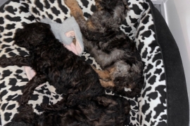 F1B cockapoo puppies health tested parents 