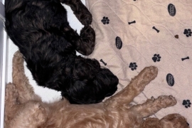 F1B cockapoo puppies health tested parents 