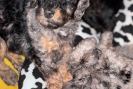 F1B cockapoo puppies health tested parents 