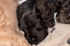 F1B cockapoo puppies health tested parents 