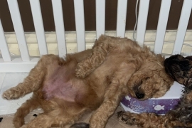 F1B cockapoo puppies health tested parents 